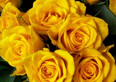 مجموعة باقة ورد صفراء جميلة - صور ورد وزهور Rose Flower images